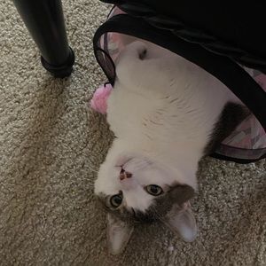 Meet your Posher, Holly